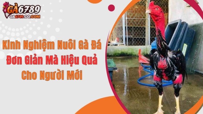 Kinh Nghiệm Nuôi Gà Đá Đơn Giản Mà Hiệu Quả Cho Người Mới